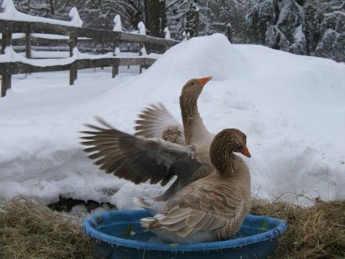 4 RARE American Buff Goose Hatching Eggs, LAYING NOW, NOT A PRESALE