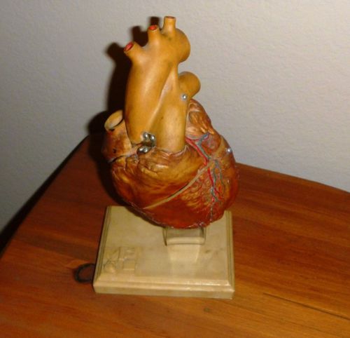 VIntage Medical Plastics Laboratory Human Heart Anatomical Model Rare