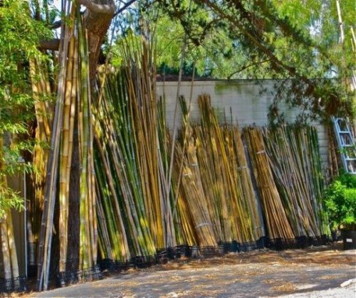 Bulk Bamboo poles For Building-Great local resource! &amp; LargeBreed Bamboo Sprouts
