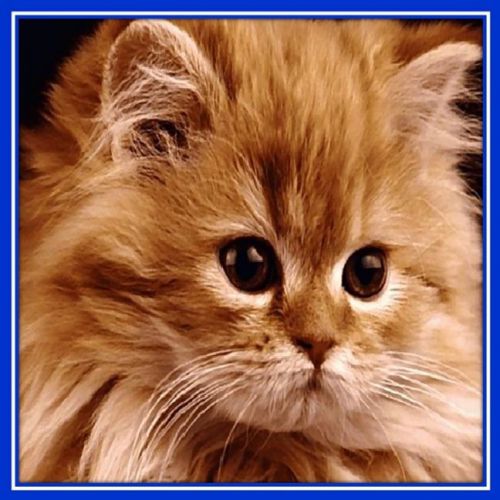 30 Custom Adorable Kitten Personalized Address Labels