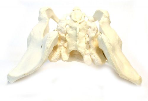 Anatomical Model Female Pelvis  High Quality