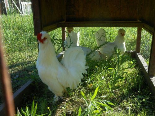 6 standard white sultan chicken hatching eggs