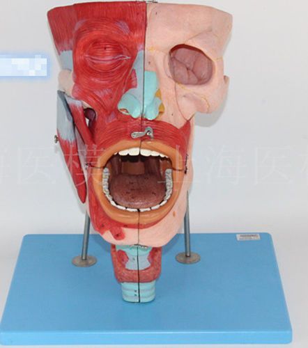 Anatomical Model Nasal, oral, Pharynx and Larynx Cavities Brand New 105
