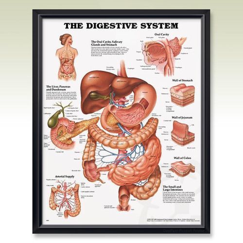 The Digestive System Gastroenterology* Anatomy Poster * Anatomical Chart Company
