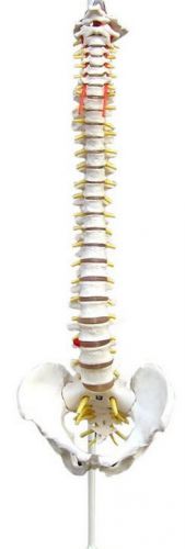Life Size Flexible Chiropractic Human Spine Anatomical Model with Stand