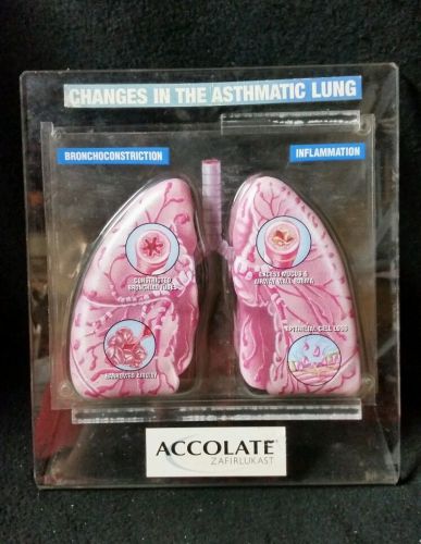Accolate - Asthmatic Human Lung Anatomical Model Asthma Pathology