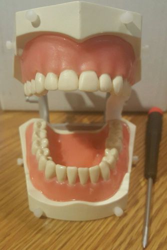 Columbia 860 series typodont dentoform dental model school study