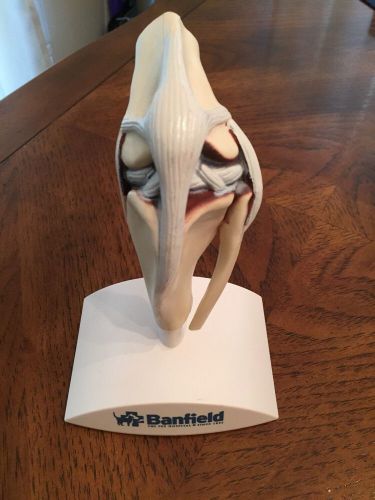 Future Vet Anatomical Model Dog Knee Veterinary Bag Banfield Model Rare Teaching