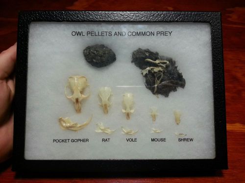Owl dietary and varmint skull identification display teaching wildlife taxidermy