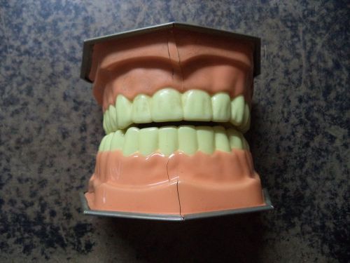 #Z1c Big Fake Teeth Display Model Moveable Plastic Dental Pro Brush Vistron 907