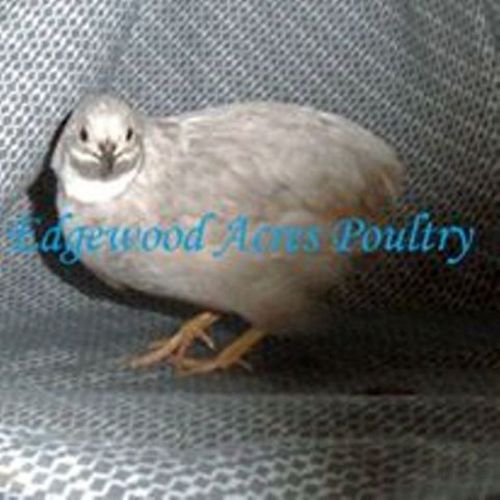 8  AI,NPIP,MS,&amp;MG Free Silver  Button Quail  Hatching Eggs