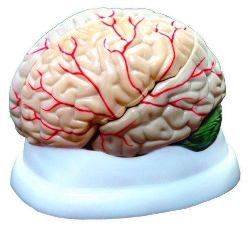 3 Part Brain Model: Human Anatomy