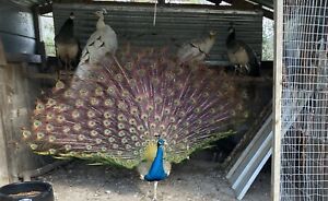 3 Purple Peacock Hatching Eggs
