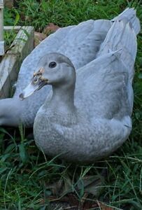 8 Muscovy Duck Hatching Eggs - Rippled Lavender, Barred Blue, Chocolate Hens