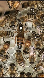 2021 2 Live Mated (Marked)Carniolan Queen, Carnica, Ships Monday And Tuesday