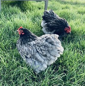 12 Blue Bantam Cochin hatching eggs. PLEASE read description before buying