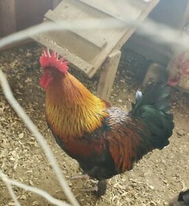 Greenfire Farms line BLACK Copper MARAN . Beautiful eggs.