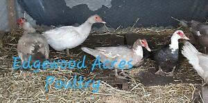 NPIP/AI Neg. 10 Rare Color Muscovy Duck Hatching Eggs